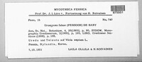 Uromyces viciae-fabae image